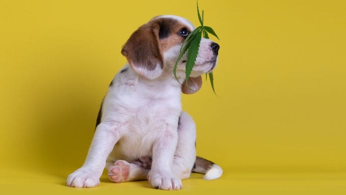 dog with hemp leaves